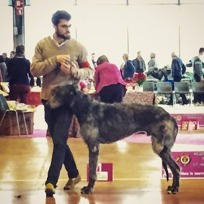 Antonius Vertragus - Embassador won BEST OF BREED at the French Specialty