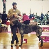  - Embassador won BEST OF BREED at the French Specialty