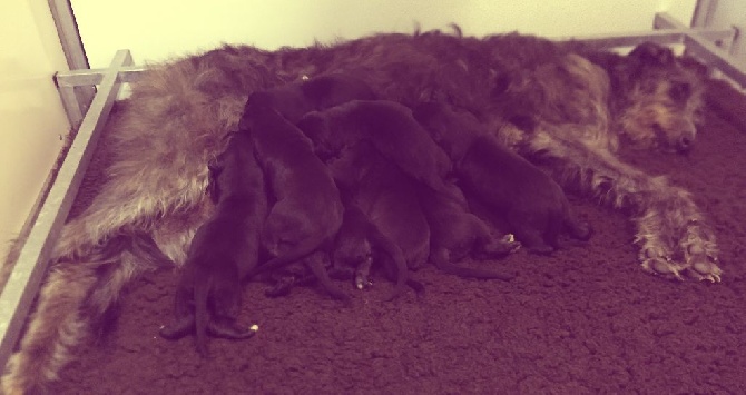 Antonius Vertragus - Antonius Vertragus Deerhounds puppies (2 weeks old)