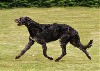  - CUPIDON Meilleur Deerhound mâle
