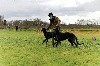  - Second Deerhound Lure Coursing training 2021