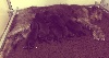  - Antonius Vertragus Deerhounds puppies (2 weeks old)