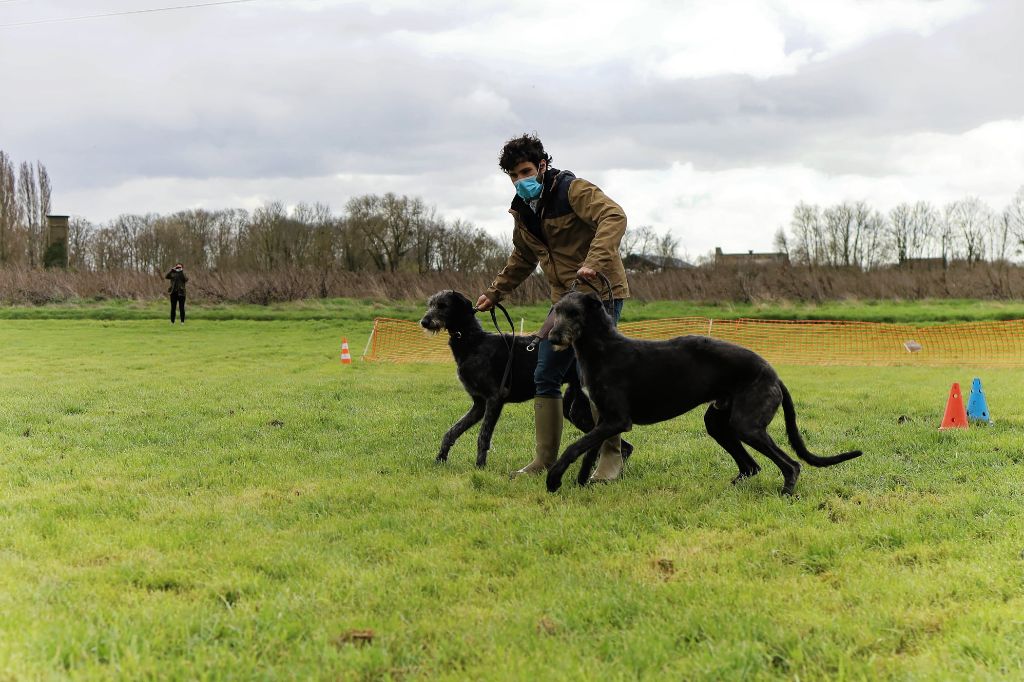 Antonius Vertragus - Second Deerhound Lure Coursing training 2021