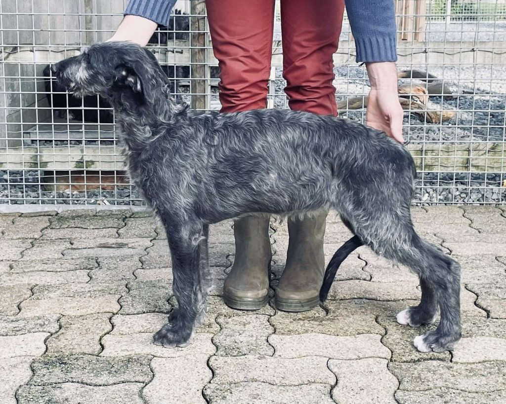 Antonius Vertragus Vaillante-impétueuse