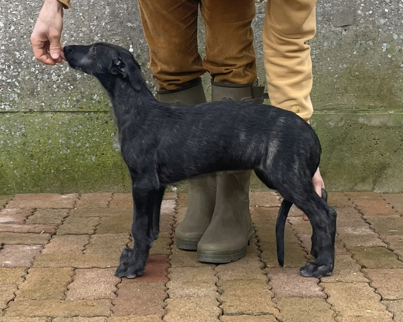 Antonius Vertragus Amazone-Indomptée