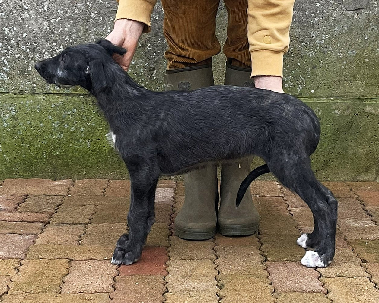 Antonius Vertragus Ardente-Amazone