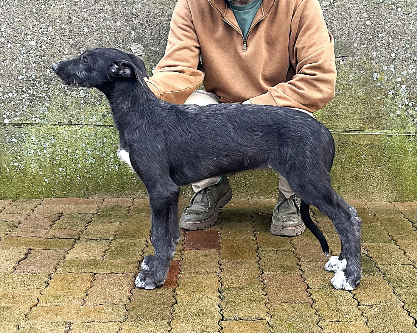 Antonius Vertragus Achillea of Muma