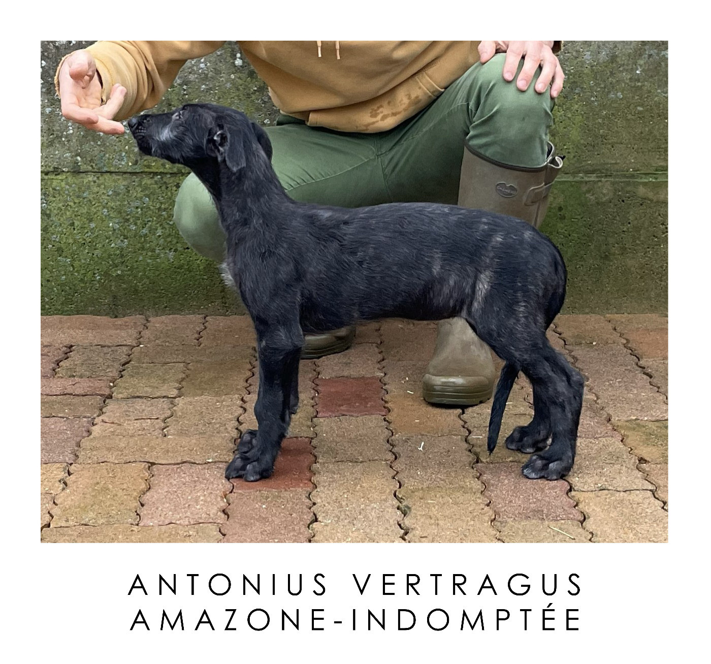 Antonius Vertragus - Artémis