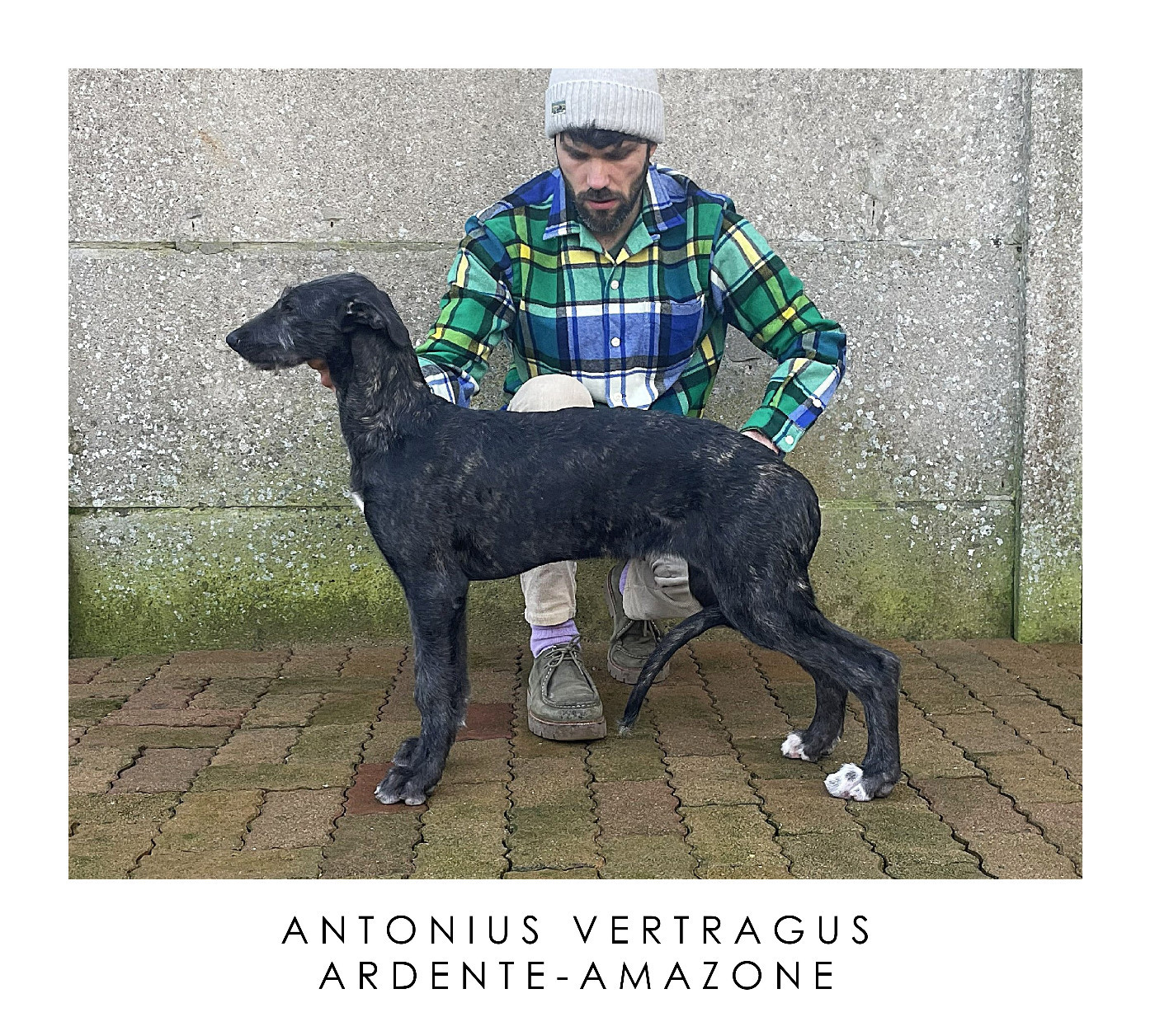 Antonius Vertragus - Aphrodite (13-weeks-old)