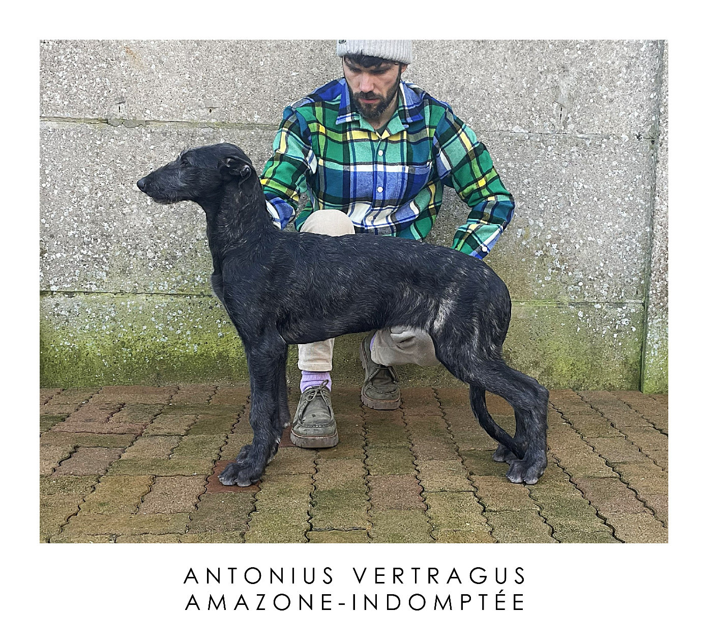 Antonius Vertragus - Artémis (13-weeks-old)