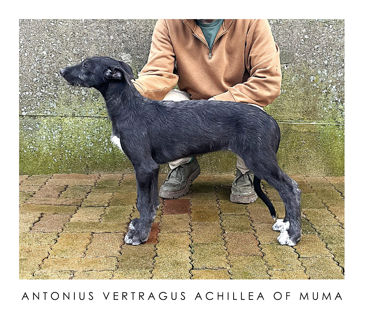Antonius Vertragus - Achillea (10-weeks-old)